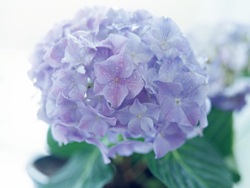 紫陽花