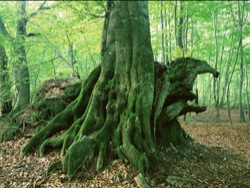屋久杉