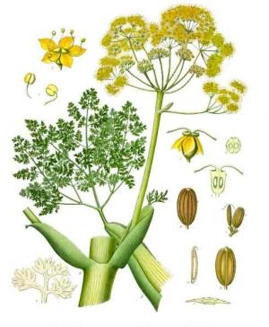 ガルバナムの植物画