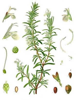 ローズマリーの植物画