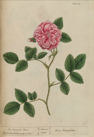 ローズ・ダマセナの植物画