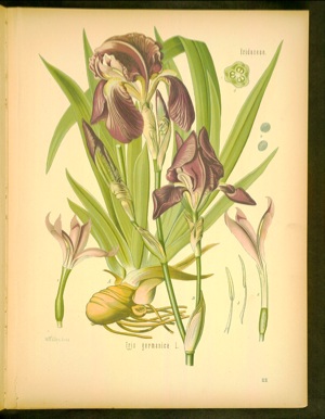 iris germanica（変換後）