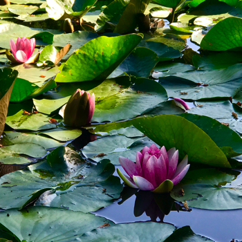 善福寺公園の蓮の花170520(350変換後) 善福寺公園の蓮の花170520(350変換後)